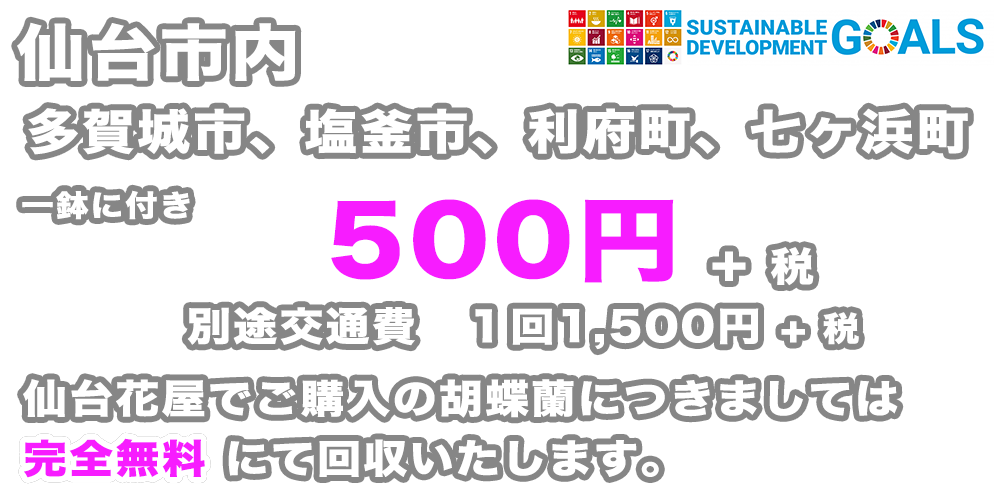 仙台市内、多賀城市、塩釜市、利府町、七ヶ浜町は胡蝶蘭回収費用が1鉢に付き300円+税！仙台花屋でご購入の胡蝶蘭につきましては完全無料！弊社が責任をもって回収いたします。細かいご要望お申し付けください！