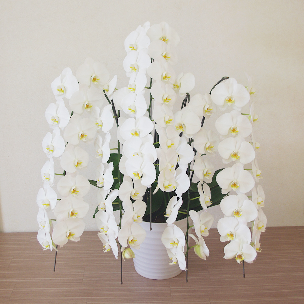 仙台花屋 宮城県仙台市 仙台の花屋 花 花束 当日配達 厳選 胡蝶蘭 5本立 開花輪白50以上 3万円 30 000円