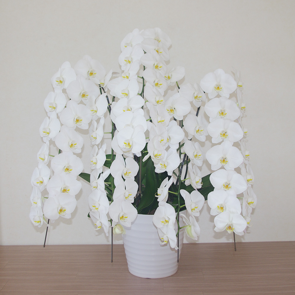 仙台花屋 宮城県仙台市 仙台の花屋 花 花束 当日配達 厳選 胡蝶蘭 5本立 開花輪白50以上 3万円 30 000円