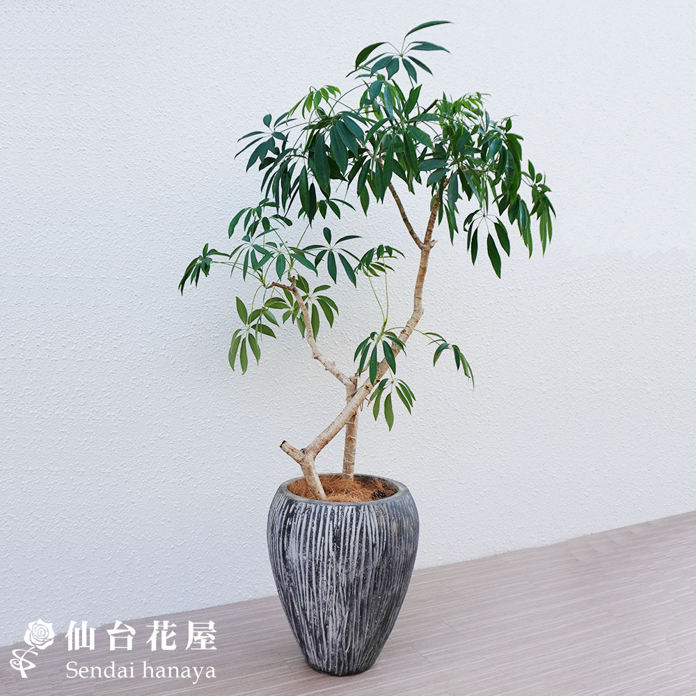 仙台花屋 宮城県仙台市 仙台の花屋 花 花束 当日配達 シェフレラ コンパクタ オシャレな観葉植物 33 000円 仙台花屋 宮城県仙台市 仙台の花屋 花 花束 当日配達 シェフレラ コンパクタ オシャレな観葉植物 33 000円